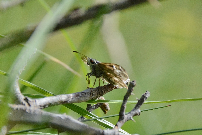 Carcharodus flocciferus - Hesperiidae